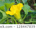 Beautiful pumpkin flowers Yellow pumpkin flowers 128447839