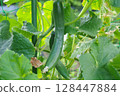 Fruitful cucumber in the field 128447884