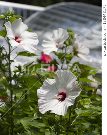 花園裡盛開的 Titanbika 桃白 128448173