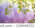 Yellow bank roses and wisteria flowers 128448252
