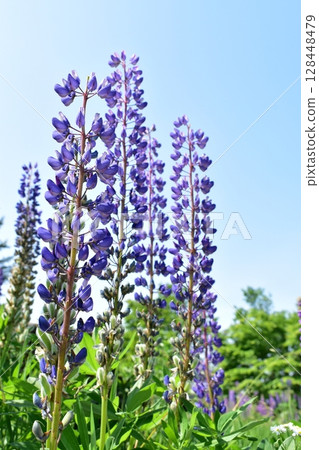 羽扇豆 羽扇豆 128448479