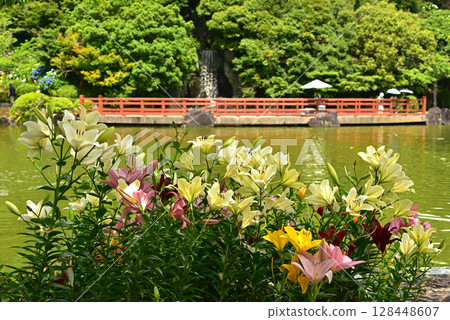 Shizuoka Prefecture Kasui Lily Garden Lilies Shizuoka Prefecture Kasui Lily Garden Lilies 128448607