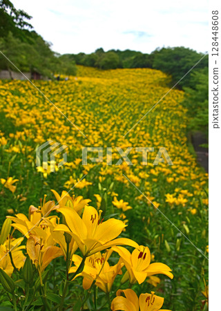 靜岡縣,嘉水百合園,百合花田 靜岡縣,嘉水百合園,百合花田 128448608