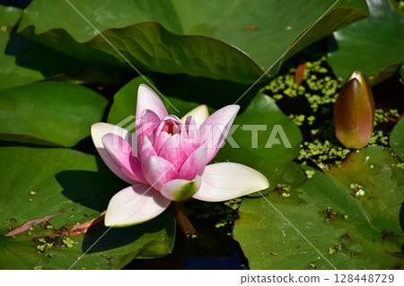 睡蓮 128448729