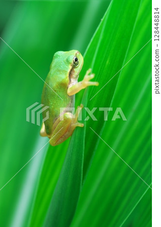 A tiny Japanese tree frog that has just metamorphosed A tiny Japanese tree frog that has just metamorphosed 128448814