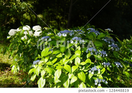 Hydrangea illuminated by light 128448819
