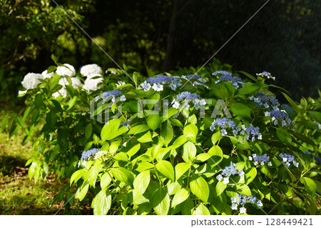 繡球花光照亮 128449421