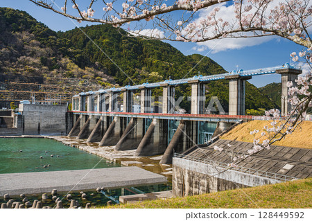 濱松市（靜岡縣）船波水壩的櫻花樹景觀 128449592