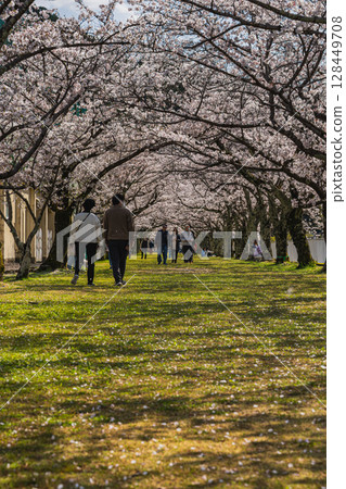 Scenery of the cherry blossom trees at Funami Dam in Hamamatsu City (Shizuoka Prefecture) Scenery of the cherry blossom trees at Funami Dam in Hamamatsu City (Shizuoka Prefecture) 128449708