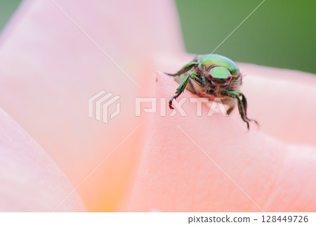 一隻聖甲蟲從花瓣後面鑽出來 128449726