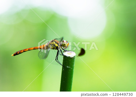 一隻紅蜻蜓停在樹枝上 一隻紅蜻蜓停在樹枝上 128449730