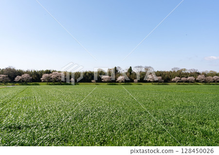 Fixed-point photography of wheat field growth 2-1, 2025.4.16. Growing 128450026