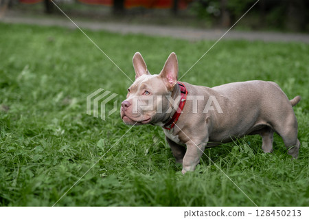 An American Bully stands happily in a vibrant park, surrounded by tall grass and enjoying the warm sunshine. 128450213