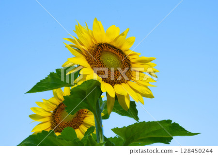 Beautiful yellow sunflowers Beautiful yellow sunflowers 128450244