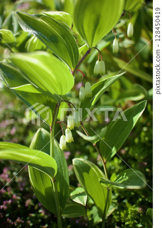 The flower of the Polypodium amadogoro (sweet old man) has the floral meaning of "someone who understands the pain of the heart." 128450419