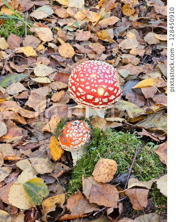 a lone fly agaric with a red spotted hat on a blurry autumn forest background., Fly agaric - Amantia muscaria , A colorful mushroom among fallen leaves a lone fly agaric with a red spotted hat on a blurry autumn forest background., Fly agaric - Amantia muscaria , A colorful mushroom among fallen leaves 128450910