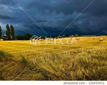 wheat, landscape, fields 128450912