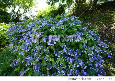 藍色繡球花 藍色繡球花 128450957