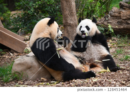 Mother and child pandas happily eating bamboo shoots Mother and child pandas happily eating bamboo shoots 128451464