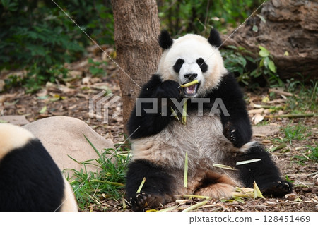 大貓熊津津有味地吃著細竹筍 128451469