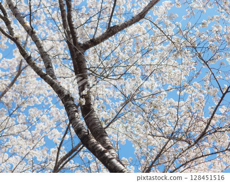 抬頭看著盛開的櫻花 128451516