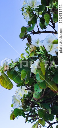 Close-Up of Bauhinia Acuminata flowers. Beautiful tropical tree with white flowers. 128451531