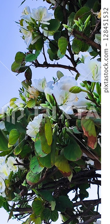 Close-Up of Bauhinia Acuminata flowers. Beautiful tropical tree with white flowers. Close-Up of Bauhinia Acuminata flowers. Beautiful tropical tree with white flowers. 128451532