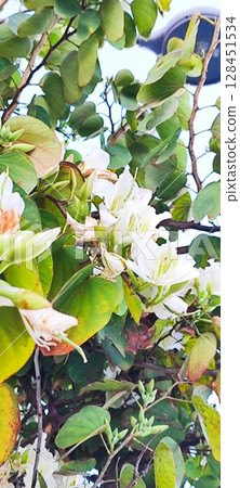 Close-Up of Bauhinia Acuminata flowers. Beautiful tropical tree with white flowers. 128451534