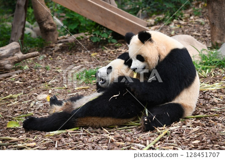 Mother and child pandas happily eating bamboo shoots Mother and child pandas happily eating bamboo shoots 128451707