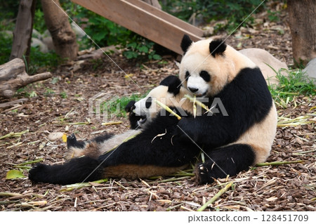 Mother and child pandas happily eating bamboo shoots Mother and child pandas happily eating bamboo shoots 128451709