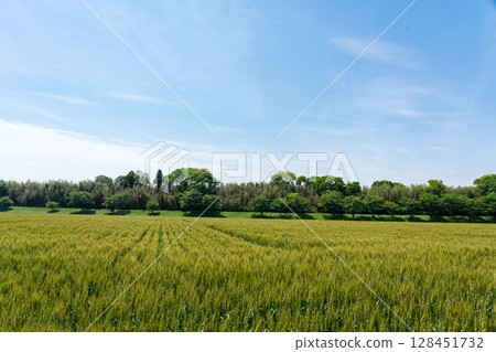 Fixed-point photography of wheat field growth 6-1, 2025.5.14 Growth after heading Fixed-point photography of wheat field growth 6-1, 2025.5.14 Growth after heading 128451732