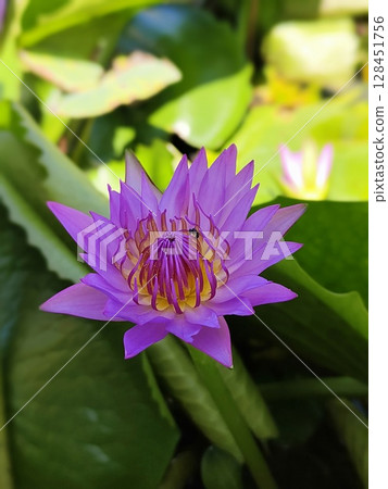 Photo of lotus in pond 128451756