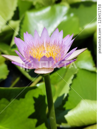 Photo of lotus in pond 128451758