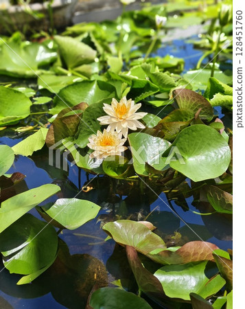 Photo of lotus in pond 128451760