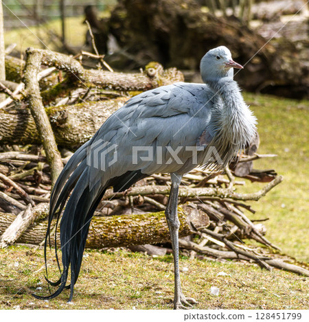 The Blue Crane, Grus paradisea, is an endangered bird 128451799