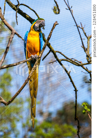 The Blue-and-yellow Macaw, Ara ararauna is a large South American parrot 128451800