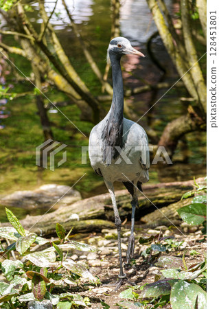 Demoiselle Crane, Anthropoides virgo are living in the bright green meadow during the day time 128451801