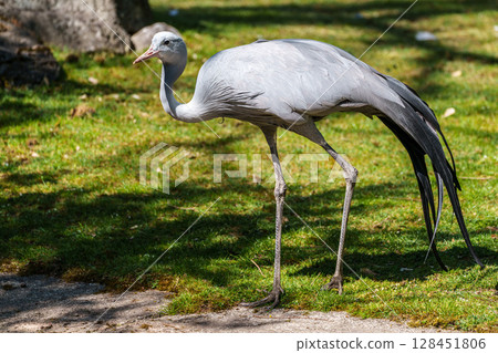 The Blue Crane, Grus paradisea, is an endangered bird 128451806
