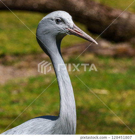 The Blue Crane, Grus paradisea, is an endangered bird 128451807