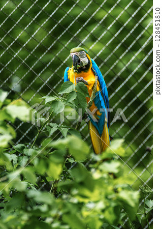 The Blue-and-yellow Macaw, Ara ararauna is a large South American parrot The Blue-and-yellow Macaw, Ara ararauna is a large South American parrot 128451810