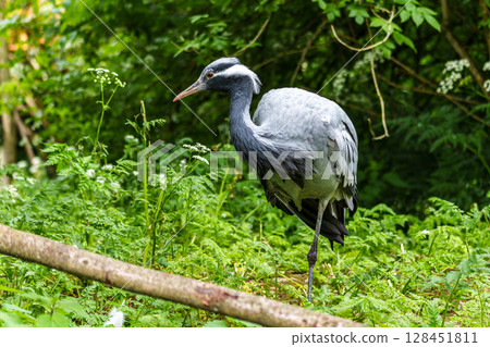 Demoiselle Crane, Anthropoides virgo are living in the bright green meadow during the day time 128451811