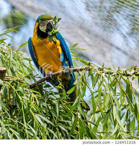 The Blue-and-yellow Macaw, Ara ararauna is a large South American parrot 128451816