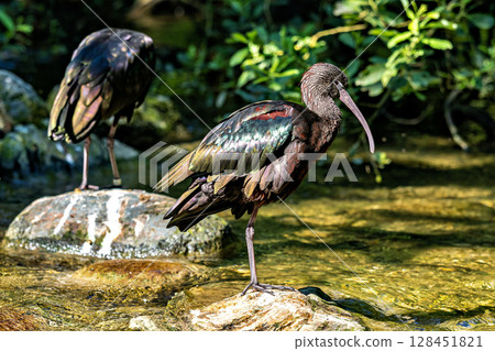 Glossy ibis, Plegadis falcinellus in a german nature park 128451821