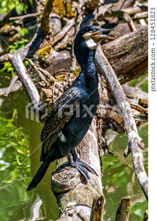 The great cormorant, Phalacrocorax carbo sitting on a branch 128451823