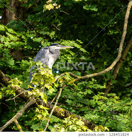 Grey heron, Ardea cinerea, sitting on a branch in a tree and looking around 128451824