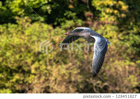 The flying greylag goose, Anser anser is a species of large goose 128451827