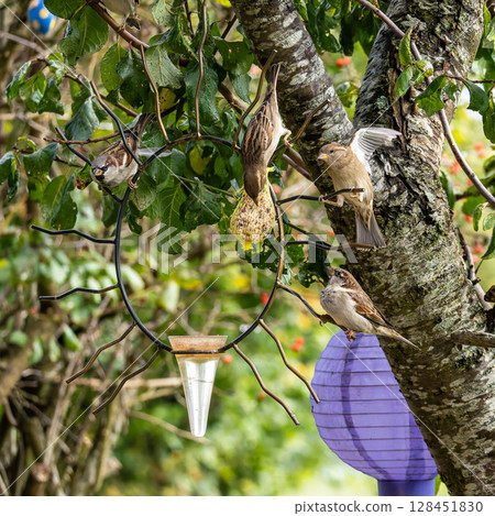 House sparrow bird, Passer domesticus perched on bird feeder containing birdseed. 128451830