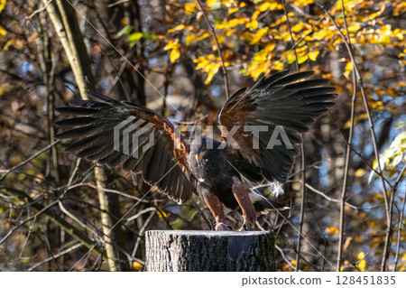 Common kestrel, Falco tinnunculus is a bird of prey species belonging to the falcon family Falconidae. Common kestrel, Falco tinnunculus is a bird of prey species belonging to the falcon family Falconidae. 128451835