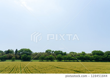 Fixed-point photography of wheat field growth 7-1, 2025.5.20 Wheat begins to turn color 128451844