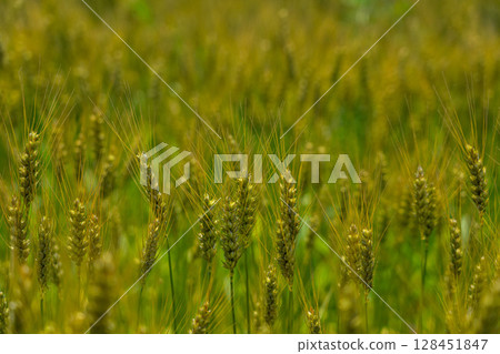 麥田生長定點攝影7-1,2025.5.20 小麥開始轉色 麥田生長定點攝影7-1,2025.5.20 小麥開始轉色 128451847